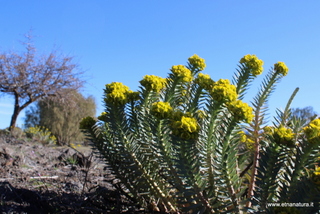 Piano delle Ginestre